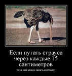 Демотиватор Если пугать страуса через каждые 15 сантиметров то за ним можно сажать картошку. - 2012-3-05