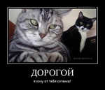 Демотиватор ДОРОГОЙ я хочу от тебя котенка! - 2012-3-12