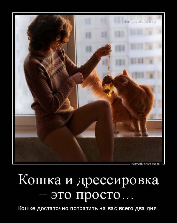 демотиватор Кошка и дрессировка – это просто… Кошке достаточно потратить на вас всего два дня. - 2012-5-17