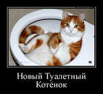 Демотиватор Новый Туалетный Котёнок  - 2012-9-23