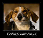 Демотиватор Собака-кайфовака  - 2012-9-23