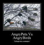 Демотиватор AngryPets Vs AngryBirds Победитель очевиден! - 2012-10-17