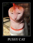 Демотиватор PUSSY CAT  - 2012-11-30