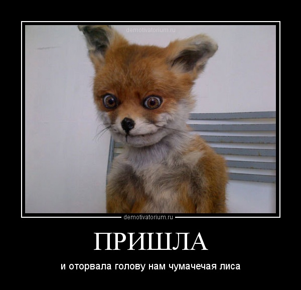 фото лиса прикольные онлайн фото лиса прикольные