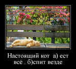 Демотиватор Настоящий кот а) ест всё . б)спит везде 