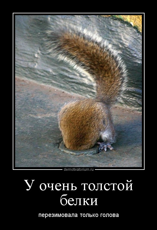 смешные демотиваторы с белками