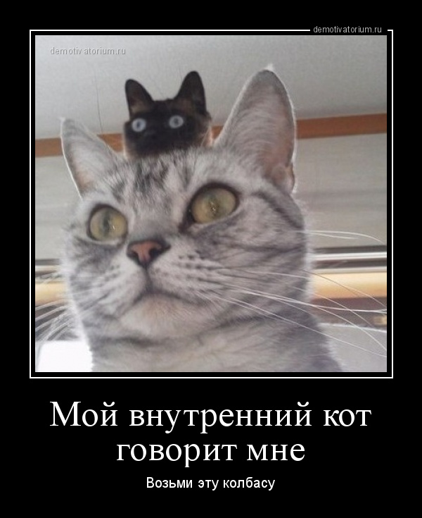 Включи скажи кота. Мой внутренний кот. Кот говорит. Кот говорит фото. Кот говорит по русски.