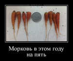 Демотиватор Морковь в этом году на пять 