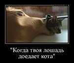 Демотиватор 'Когда твоя лошадь доедает кота' 