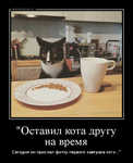 Демотиватор 'Оставил кота другу на время Сегодня он прислал фотку первого завтрака котэ...'