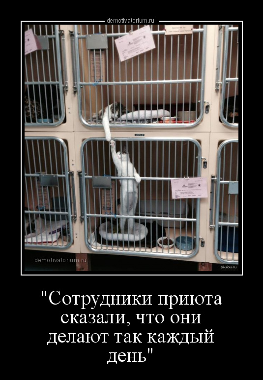 демотиватор 'Сотрудники приюта сказали, что они делают так каждый день'  - 2015-9-08