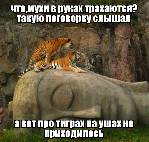 Как Называется Человек Который Трахает Животных