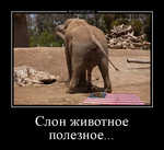 Демотиватор Слон животное полезное... 