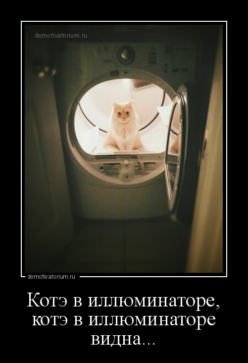 демотиватор Котэ в иллюминаторе, котэ в иллюминаторе видна...  - 2017-4-04