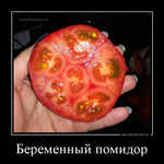 Демотиватор Беременный помидор 