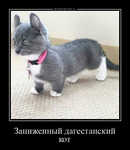 Демотиватор Заниженный дагестанский кот 