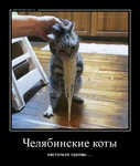 Демотиватор Челябинские коты настолько суровы....