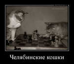 Демотиватор «Челябинские кошки »