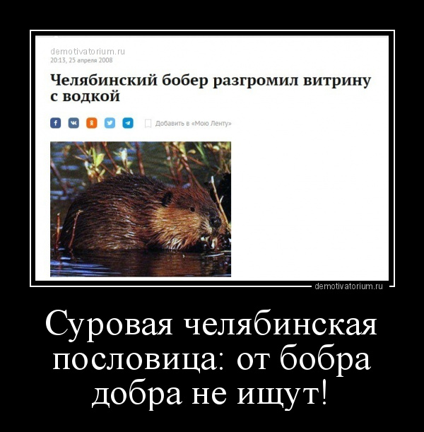 демотиватор Суровая челябинская пословица: от бобра добра не ищут!  - 2019-10-22