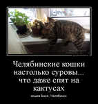 Демотиватор Челябинские кошки настолько суровы... что даже спят на кактусах кошка Бася, Челябинск