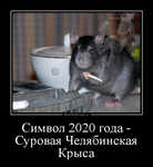 Демотиватор Символ 2020 года - Суровая Челябинская Крыса 