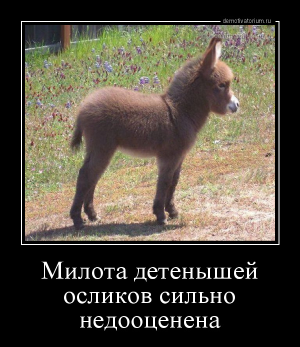 демотиватор Mилoтa дeтенышей ocликoв cильнo нeдooцeнeнa  - 2020-1-29