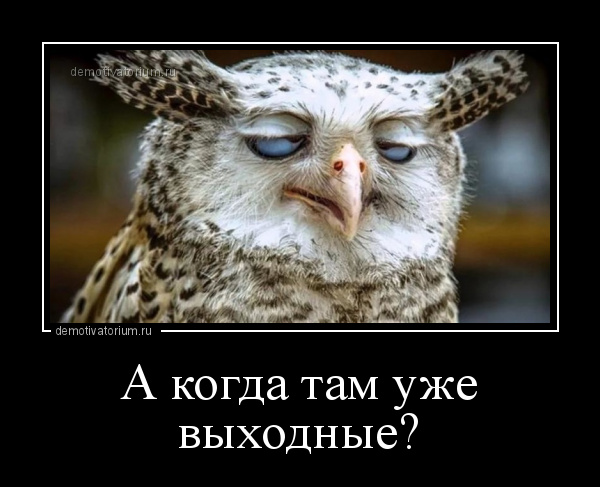 Смешные совы (33 фото) - красивые фото и картинки витамин-п-байкальский.рф