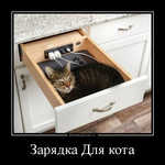 Демотиватор «Зарядка Для кота »