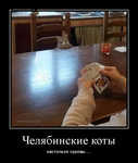 Демотиватор Челябинские коты настолько суровы.... - 2020-2-18
