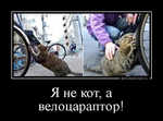 Демотиватор «Я не кот, а велоцараптор! »