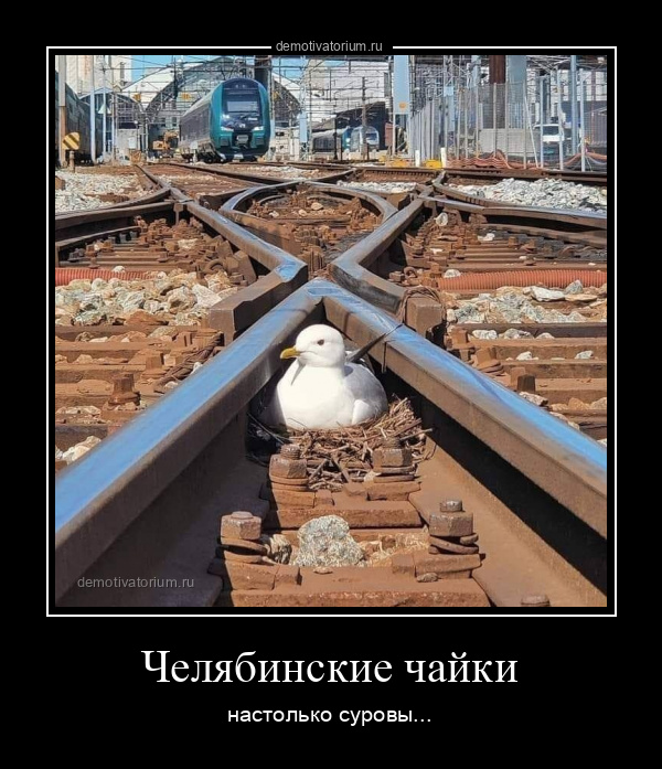 демотиватор Челябинские чайки настолько суровы... - 2021-6-01