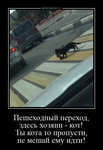 Демотиватор Пешеходный переход, здесь хозяин - кот! Ты кота то пропусти, не мешай ему идти! 
