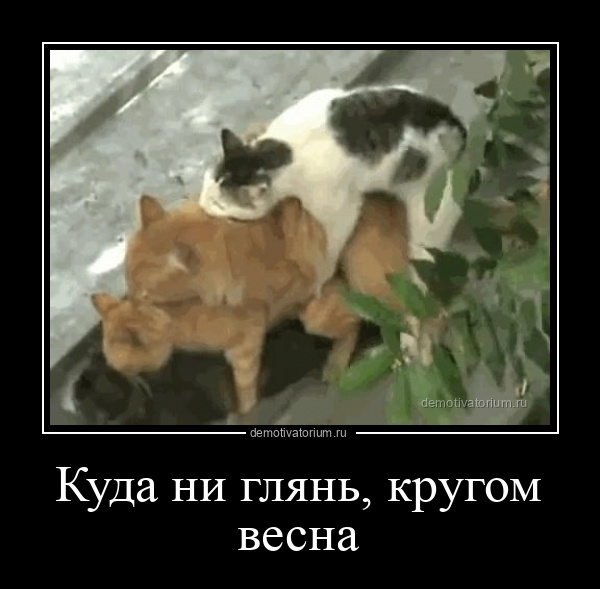 Спаривание котов видео крупный план