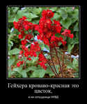 Демотиватор Гейхера кроваво-красная это цветок, а не сотрудница НКВД