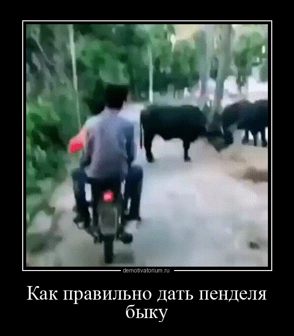 демотиватор Как правильно дать пенделя быку  - 2023-3-11