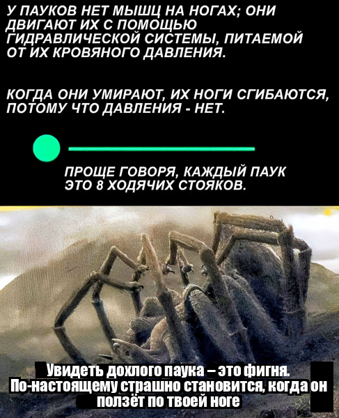 Увидеть мертвого паука. Паучок ползет по ветке а за ним ползут. Как видит полумёртвый персонаж.