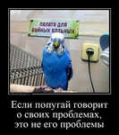 Демотиватор Если попугай говорит о своих проблемах, это не его проблемы 