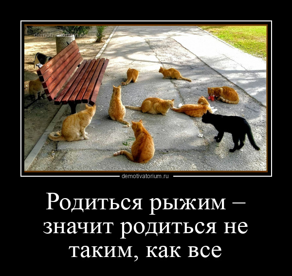 Что значит родиться в пятницу. Демотиваторы про рыжих. кошка пятница демотиваторы. рыжий значит. рыжие рождаются в январе.