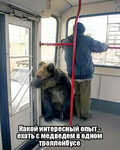 Демотиватор  Какой интересный опыт - ехать с медведем в одном троллейбусе - 2023-6-15