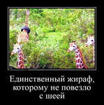 Демотиватор Единственный жираф, которому не повезло с шеей  - 2024-1-20