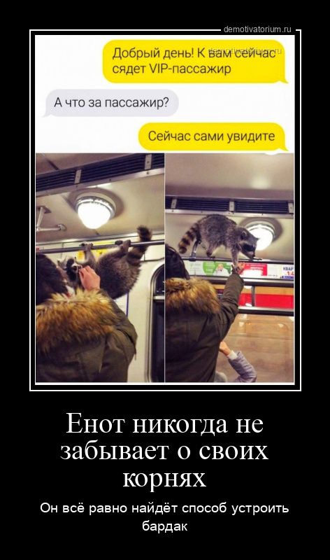 демотиватор Енот никогда не забывает о своих корнях Он всё равно найдёт способ устроить бардак - 2024-2-14