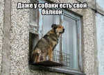 Демотиватор Даже у собаки есть свой балкон  - 2024-3-17