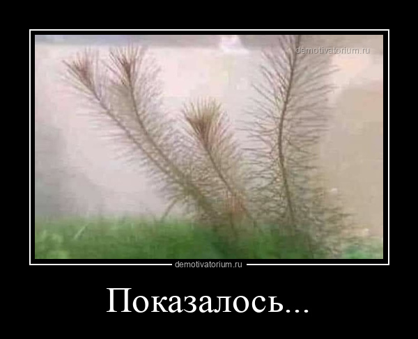 Демотиватор Показалось...  - 2025-12-11